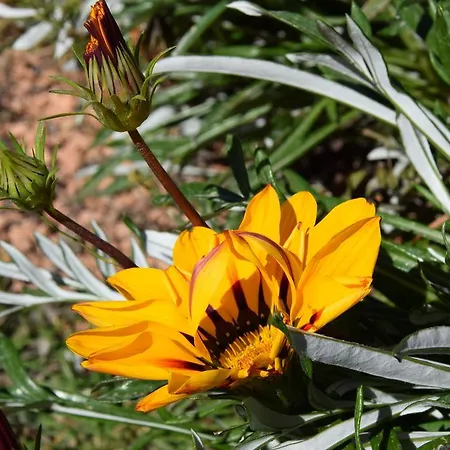 Da Vincenza * סנטה מריה נברזה