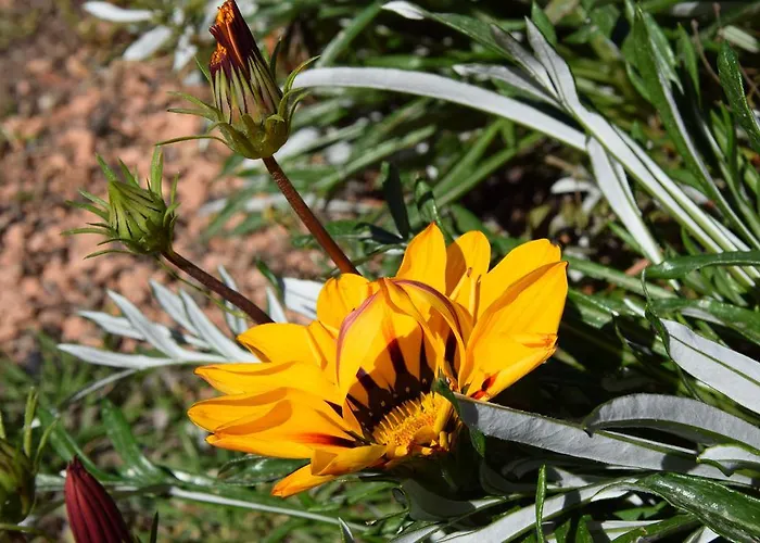 Da Vincenza * サンタ・マリア・ナヴァーリス